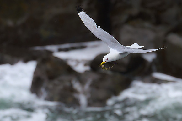 Kittiwake, Grimsey, June 2025