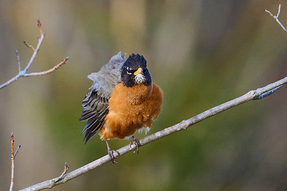Robin fluffing herself