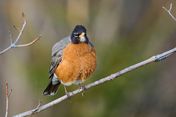 Robin fluffing herself