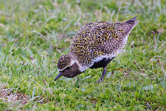 Golden Plover, Grimsey, June 2025