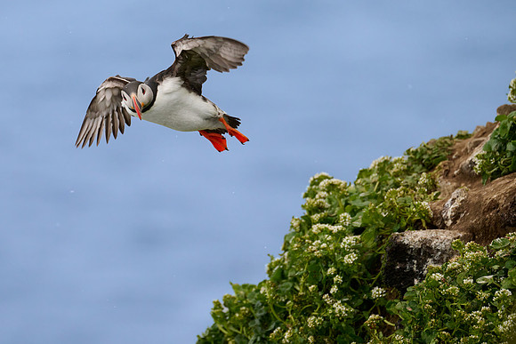 Atlantic Puffin, Grimsey, June 2025
