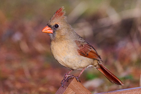 Female Cardinal at Ground Feeder