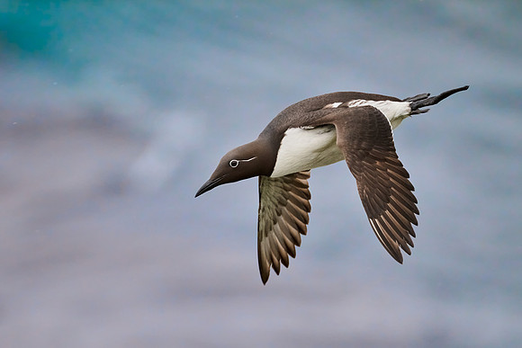 Guillemot (male), Grimsey, June 2025