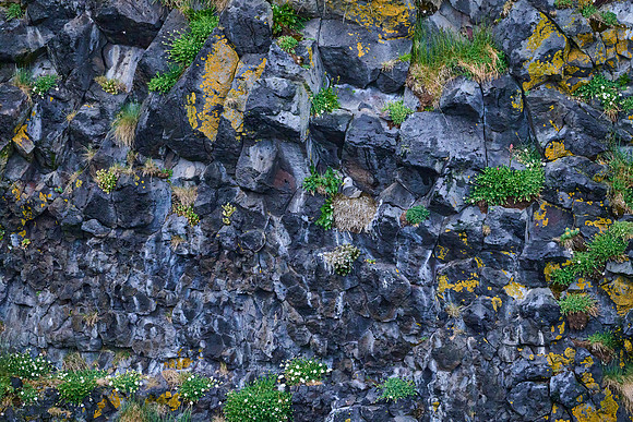 Kittiwake nesting, Arnarstapi Harbor, June 2025