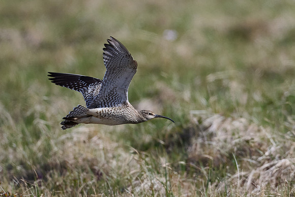Whimbrel, May 2025