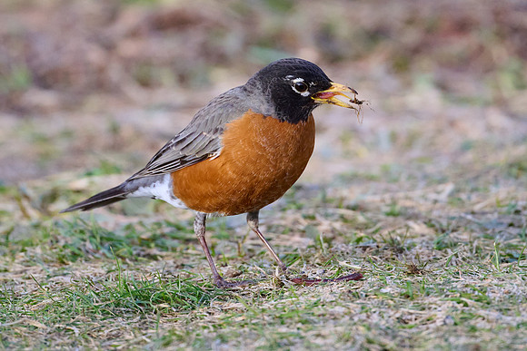 Robin catches worm, sequence #1