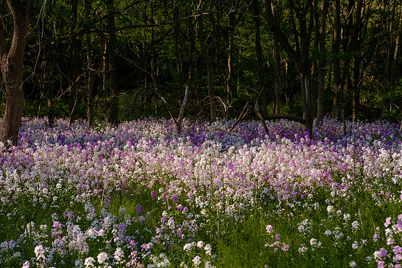 Spring Phlox