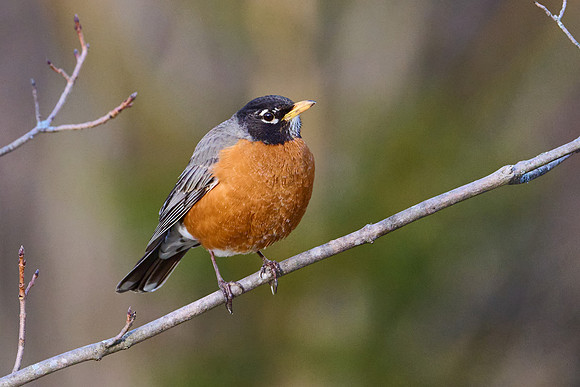 Robin fluffing herself