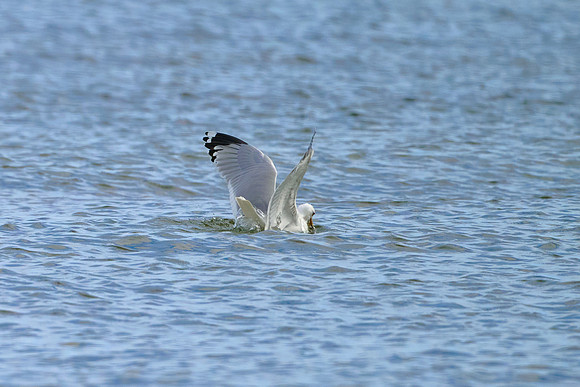 Seagull Dive 02, May 2025