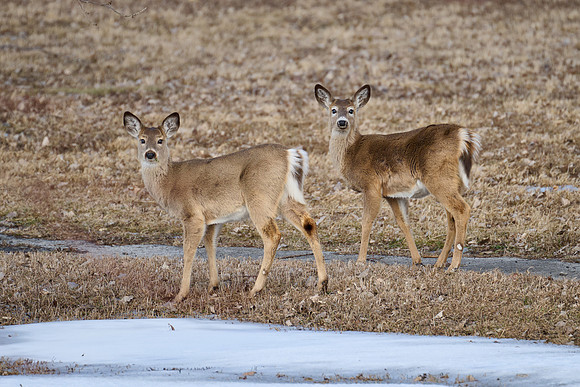 Deer Pair, 2025-03-09