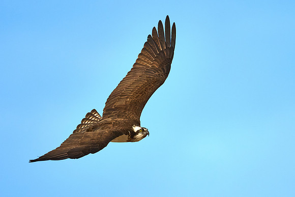 Osprey Female, April 2025