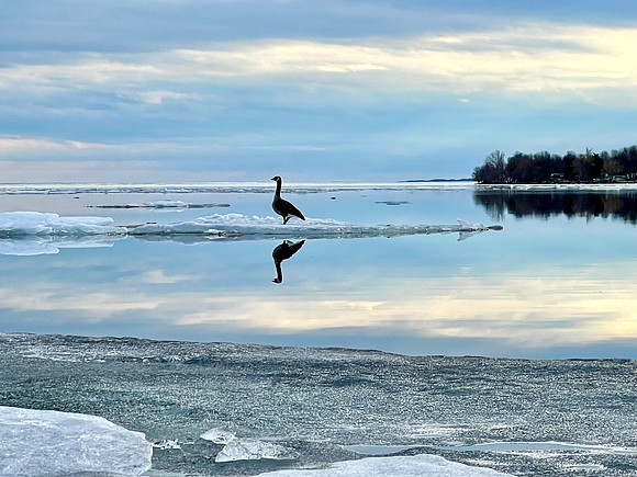 Goose on Ice Floe, 2022-03-24