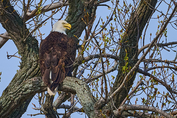 Bald Eagle, May 2025