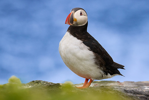 Atlantic Puffin, Grimsey, June 2025