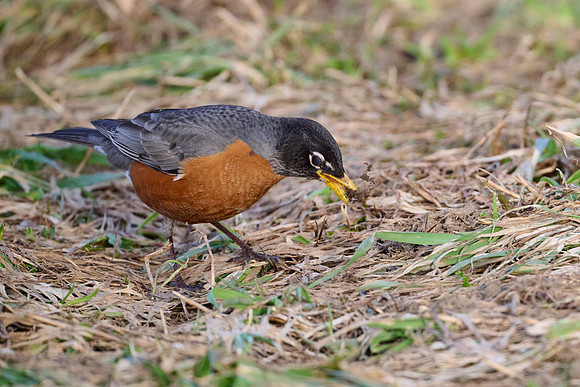 Robin catches worm, sequence #2