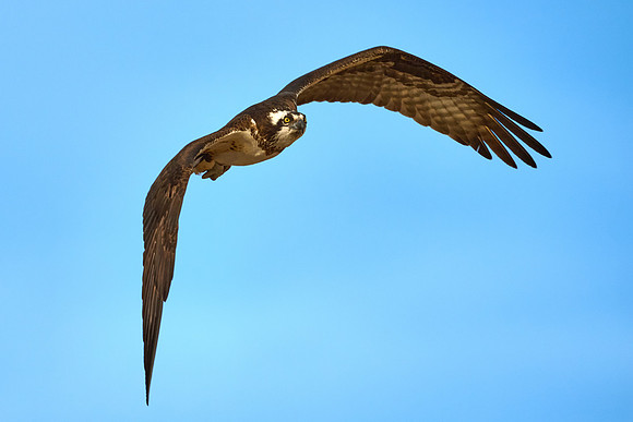 Osprey Female, April 2025