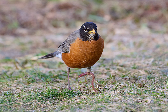 Robin catches worm, sequence #1