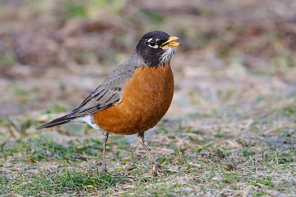 Robin catches worm, sequence #1