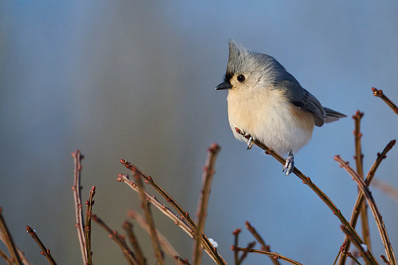 Tufted Titmouse