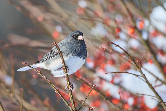 Junco