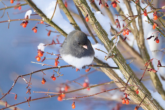 Junco