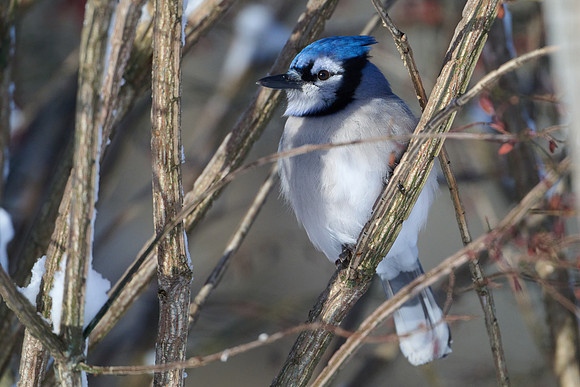 Blue Jay