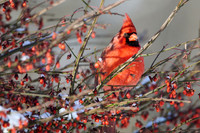 Birds 'n Berries