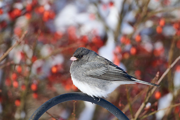 Junco