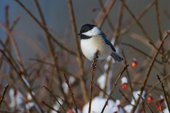 Cheery Chickadee