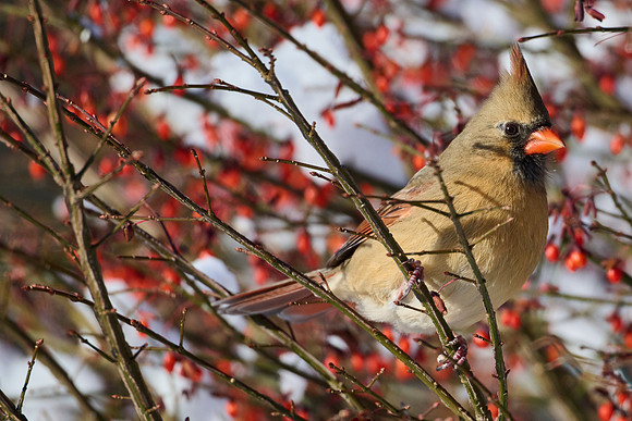 Cardinal, Female