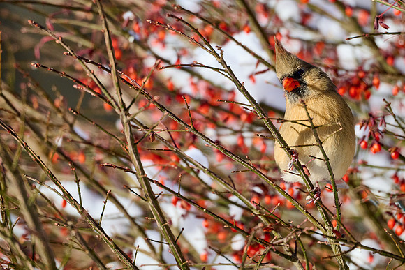Cardinal, Female