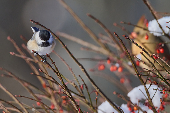 Cheery Chickadee