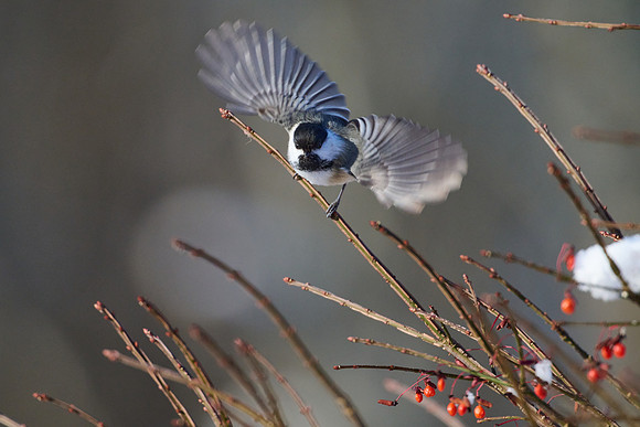 Cheery Chickadee