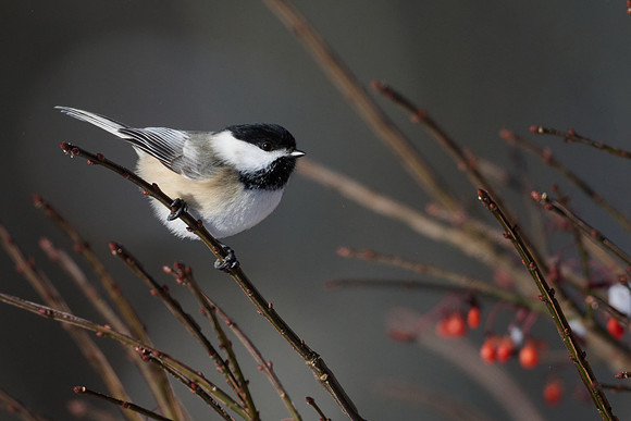 Cheery Chickadee