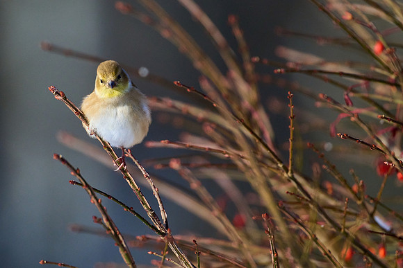 Goldfinch, Winter Plumage