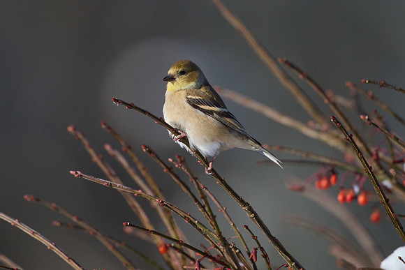 Goldfinch, Winter Plumage