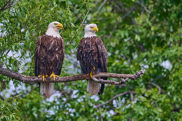 Bald Eagles, June 2025