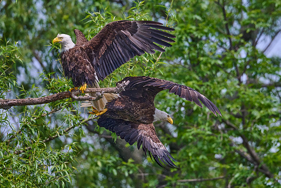 Bald Eagles, June 2025