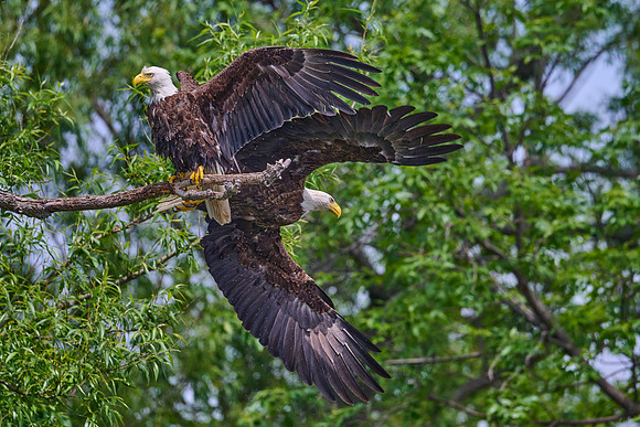Bald Eagles, June 2025