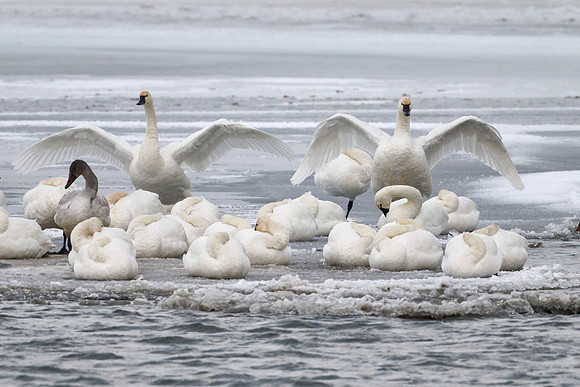 Tundra Swans, Dec 2025