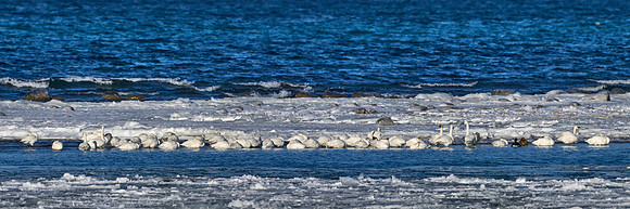 Tundra Swans, Dec 2025