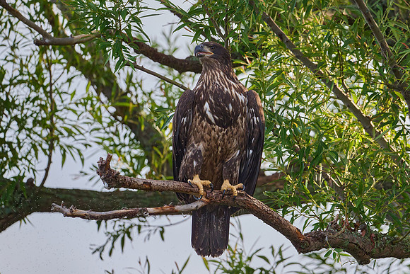 Bald Eagle, Juvenile, July 2025