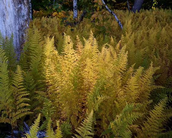 Forest Ferns (10/9/2022)