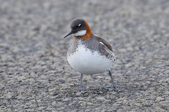 Red-necked Phalarope, Grimsey, June 2025