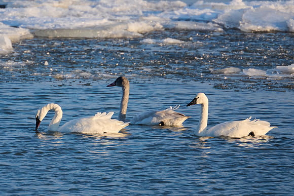 Winter Swans, 2022-12-21