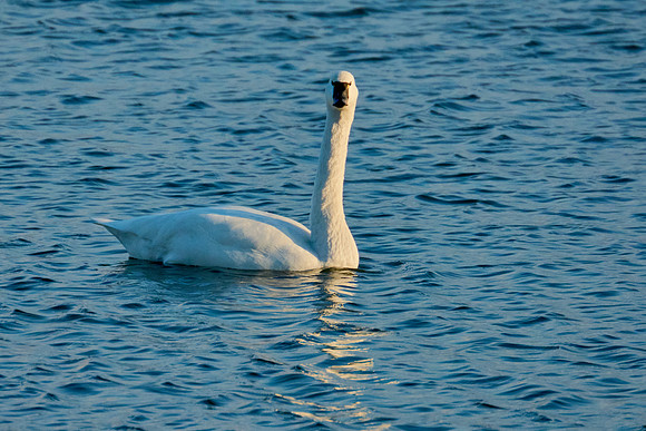 Winter Swans, 2022-12-21