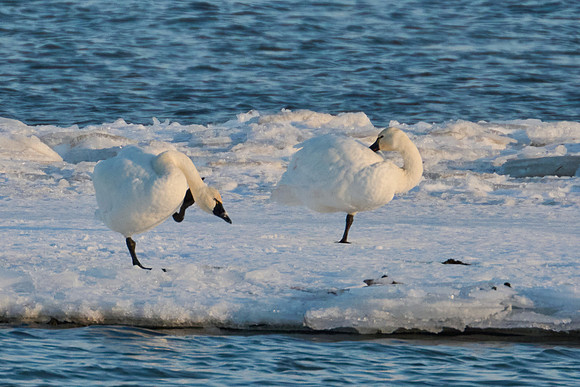 Winter Swans, 2022-12-21
