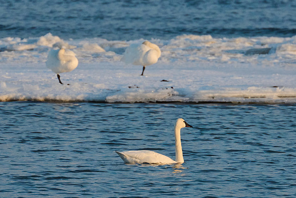 Winter Swans, 2022-12-21