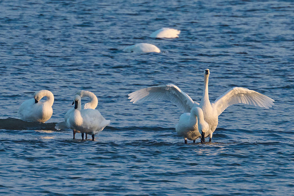 Winter Swans, 2022-12-21
