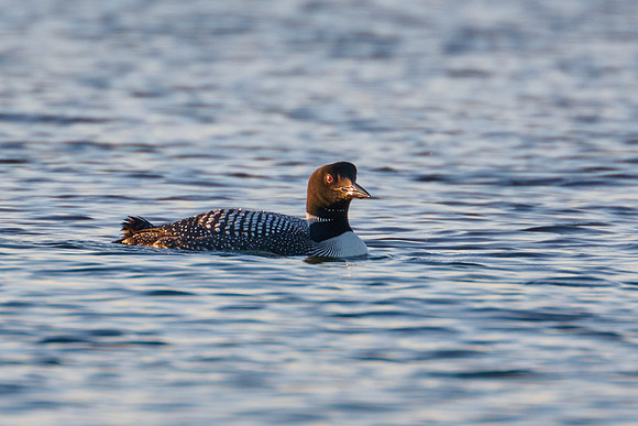 Loons, 2022-07-03